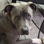 THOR, a Dark-grey Blue nose american pitbull Dog