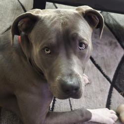 {petName}, a Dark-grey Blue nose american pitbull Dog